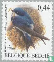 Huiszwaluw