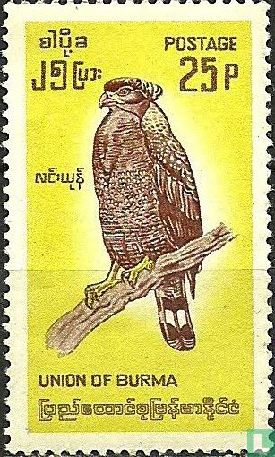 Birds 