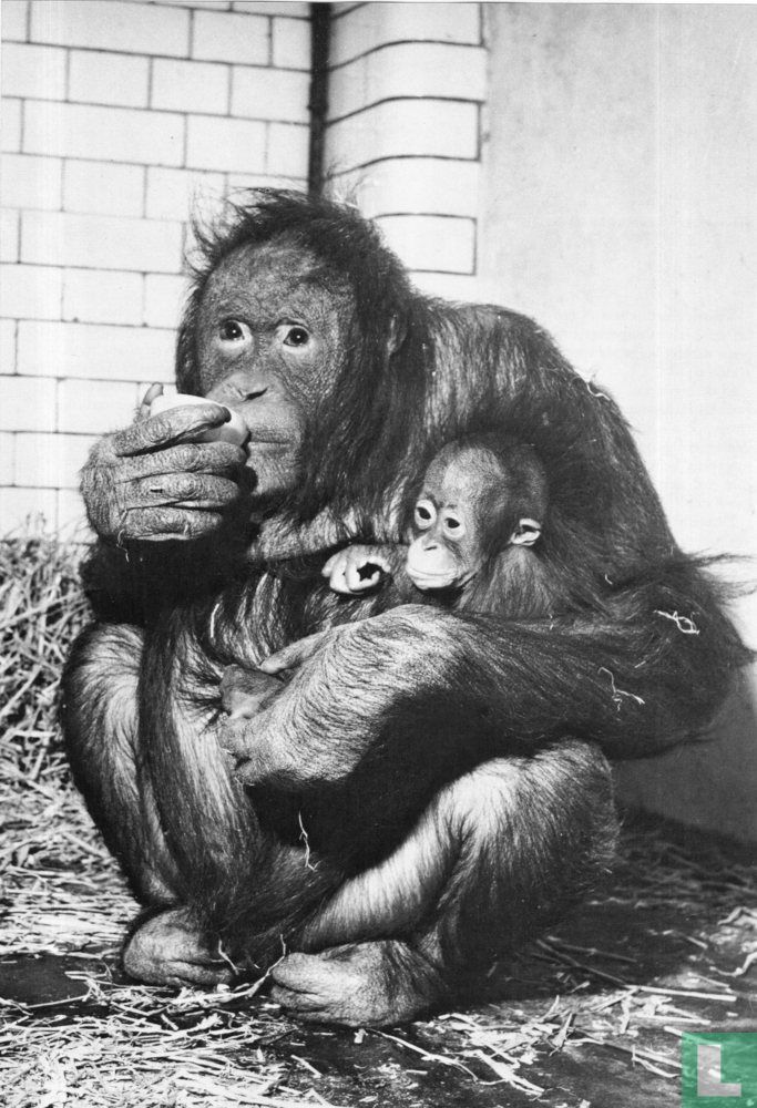 Orang Utang