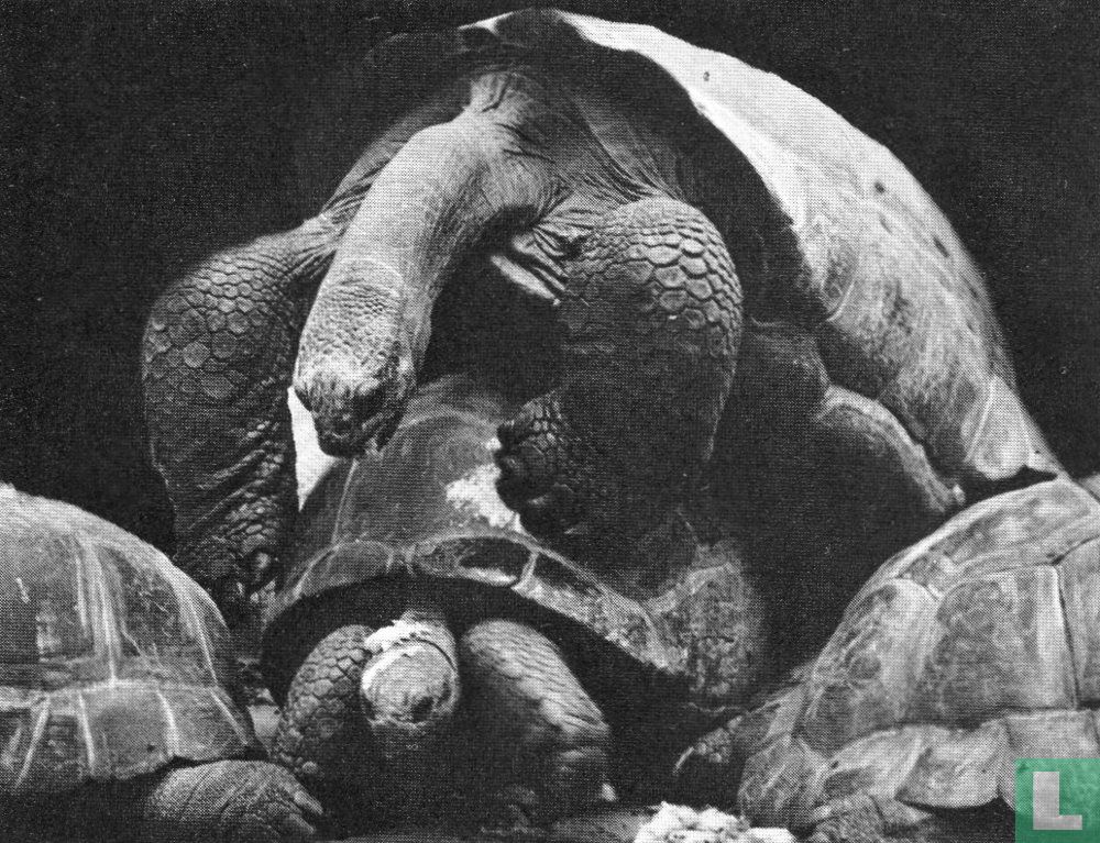 Tortue géante