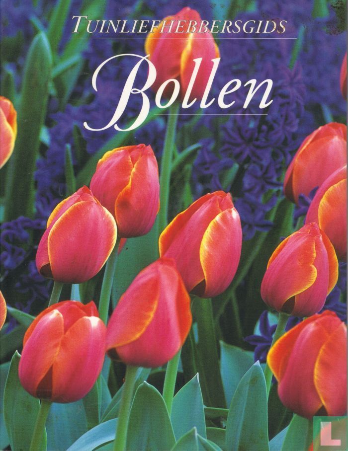 Bollen