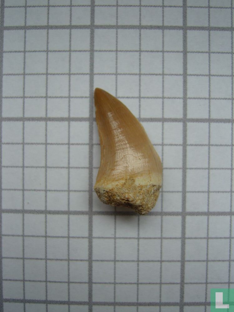 Mosasaurus hoffmannii