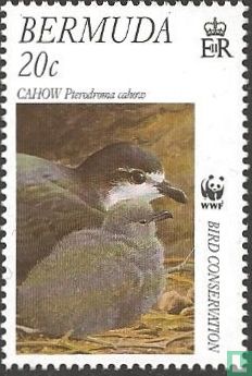 WWF - Bermuda Stormvogel