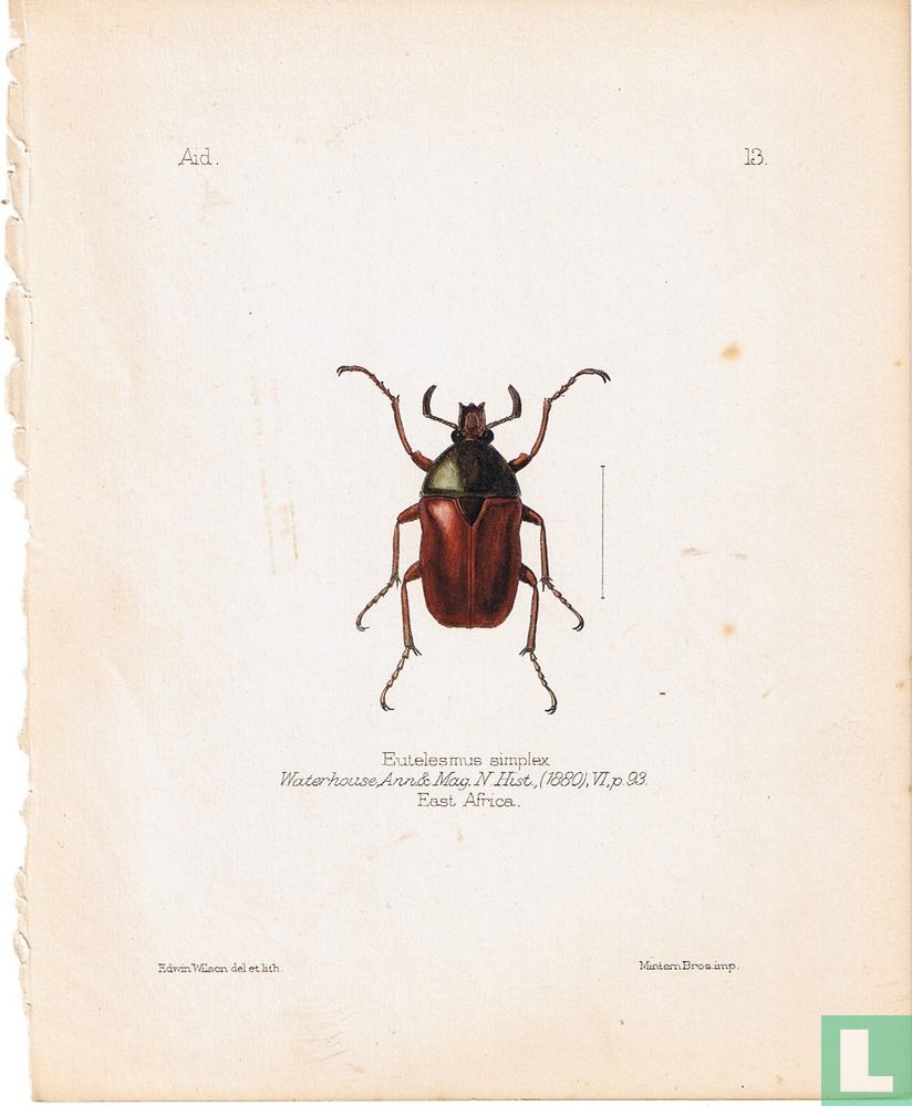 Eutelesmus simplex, Afrique de l'Est