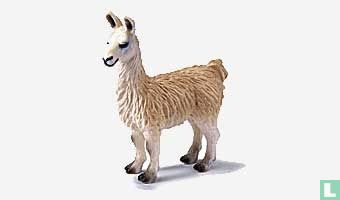 Lama