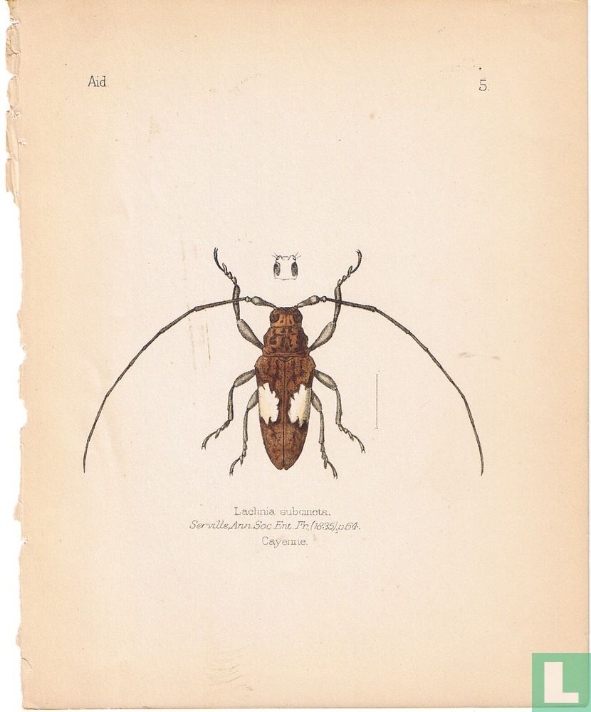 Lachnia subcincta, Cayenne