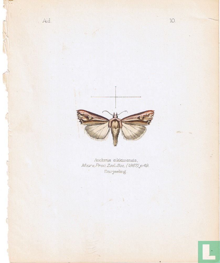Auchmus sikkimensus, Darjealing