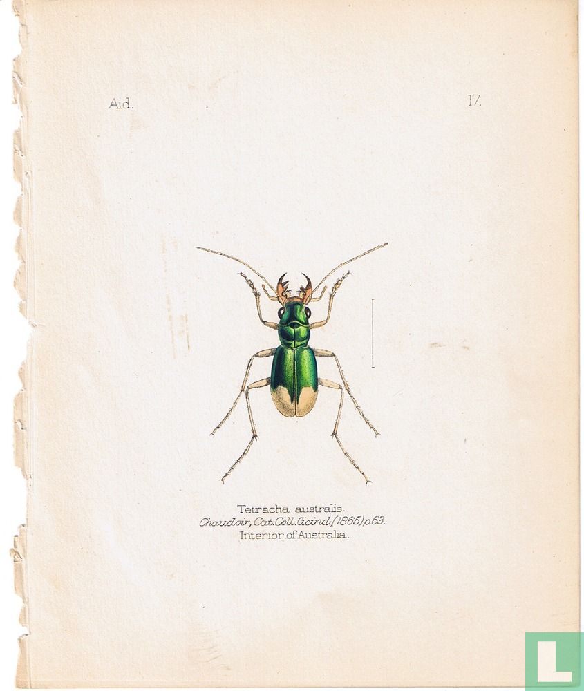 Tetracha australis, Australia