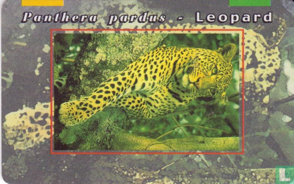 Leopard