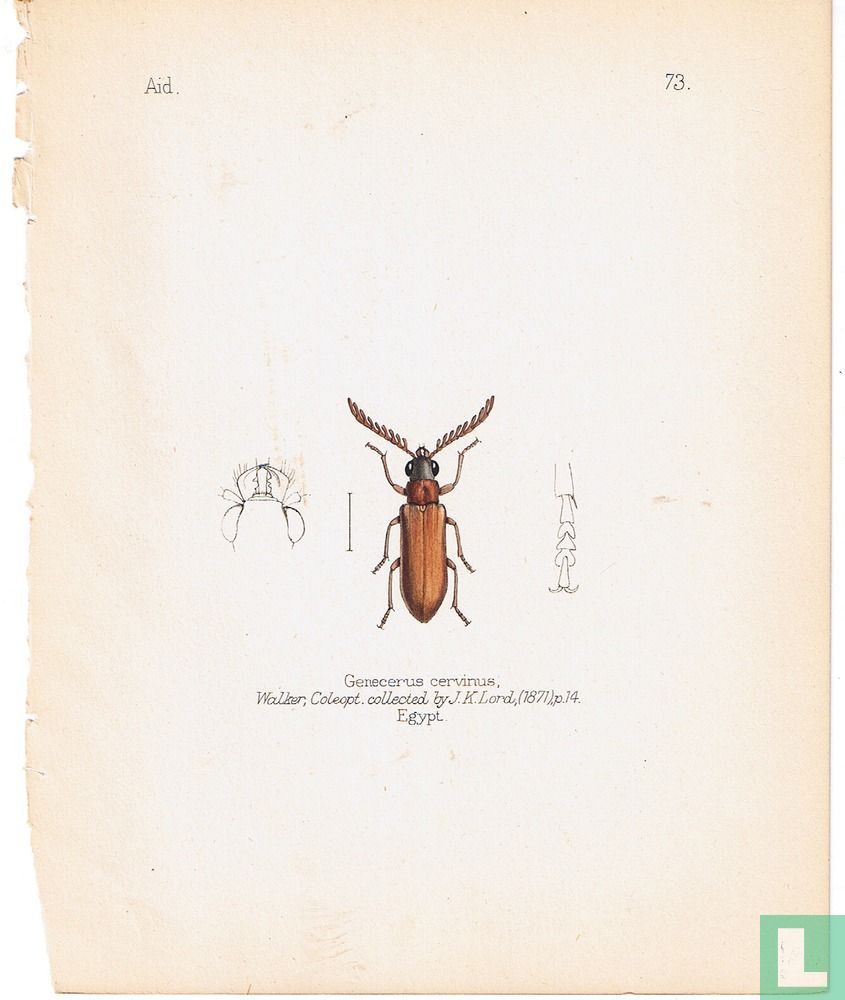 Genecerus cervinus, Égypte