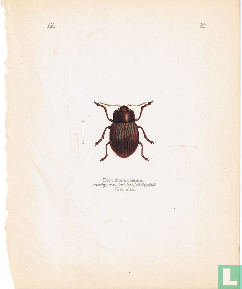 Doryphora costata, Colombie