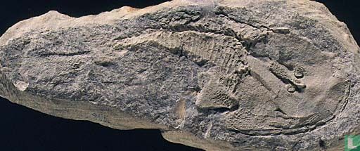 Cephalaspidomorphi