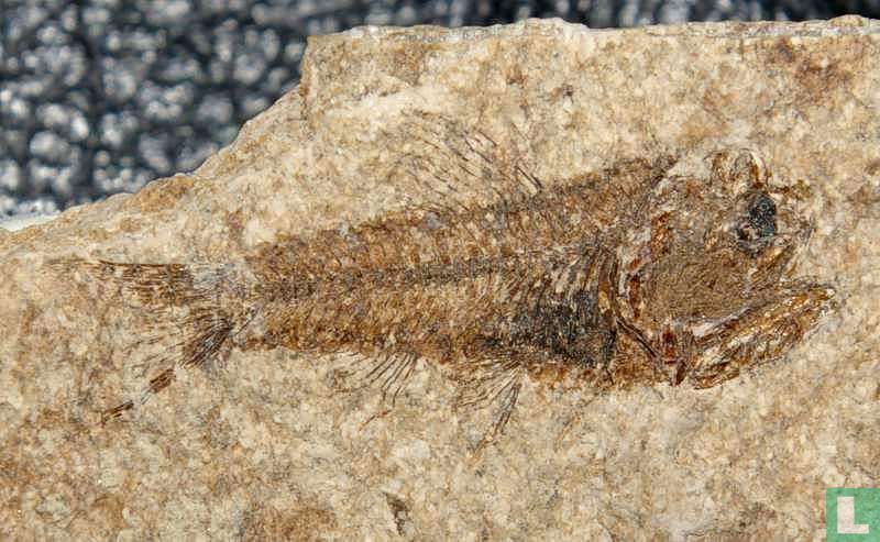 Eomyctophum koraense