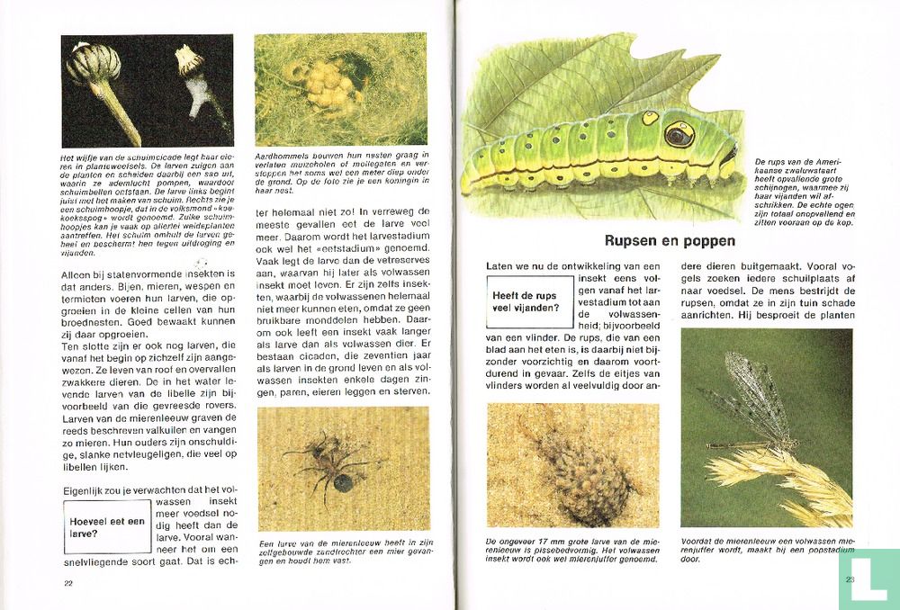 Insekten 