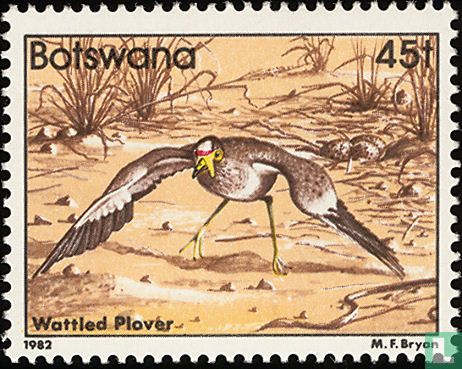 Vanneau du Sénégal