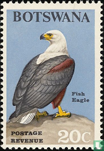 African bald eagle