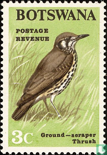 Groundscraper thrush