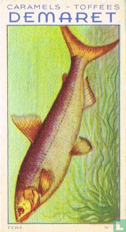 De adelvisch