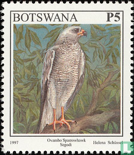 Ovambosperber