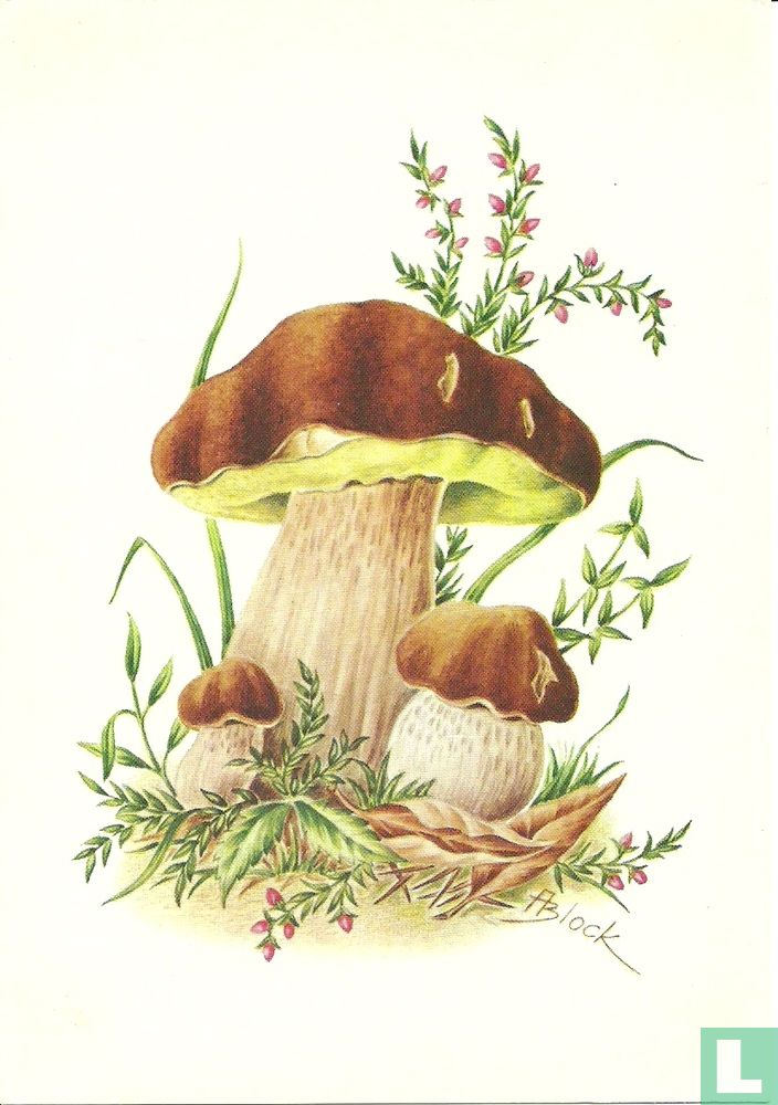 Eekhoorntjesbrood