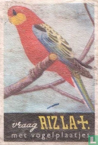 Stanley-Rosella