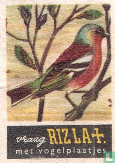 Vink