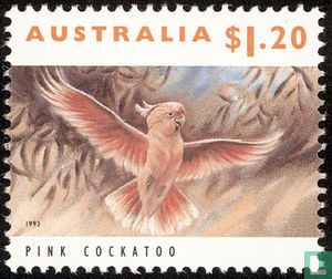 Cockatoo