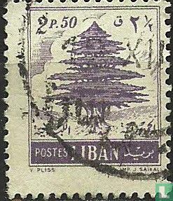 Cedar