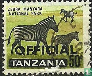 Zebra
