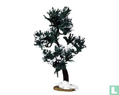 Winter Mulberry Tree, Large