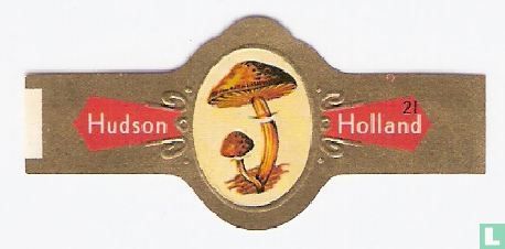 [Honig Pilz]