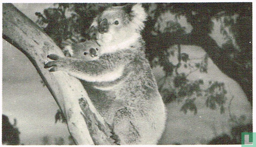 De Koala