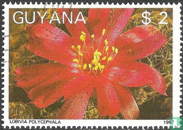 Cactus flowers