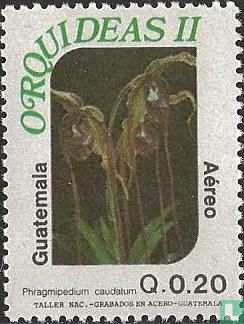 Orchids