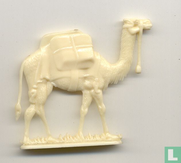 Camel