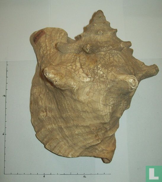 Aliger gigas