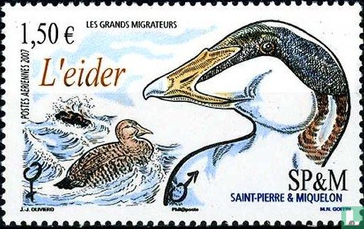 L'Eider