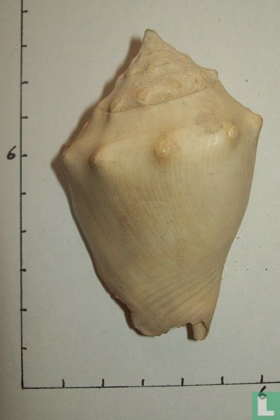 Strombus gracilior