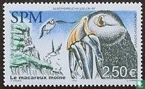 Le Macareux moine