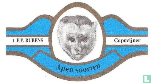 Capucijner