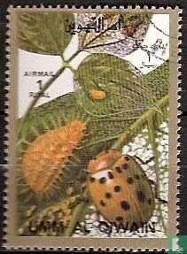 Insectes