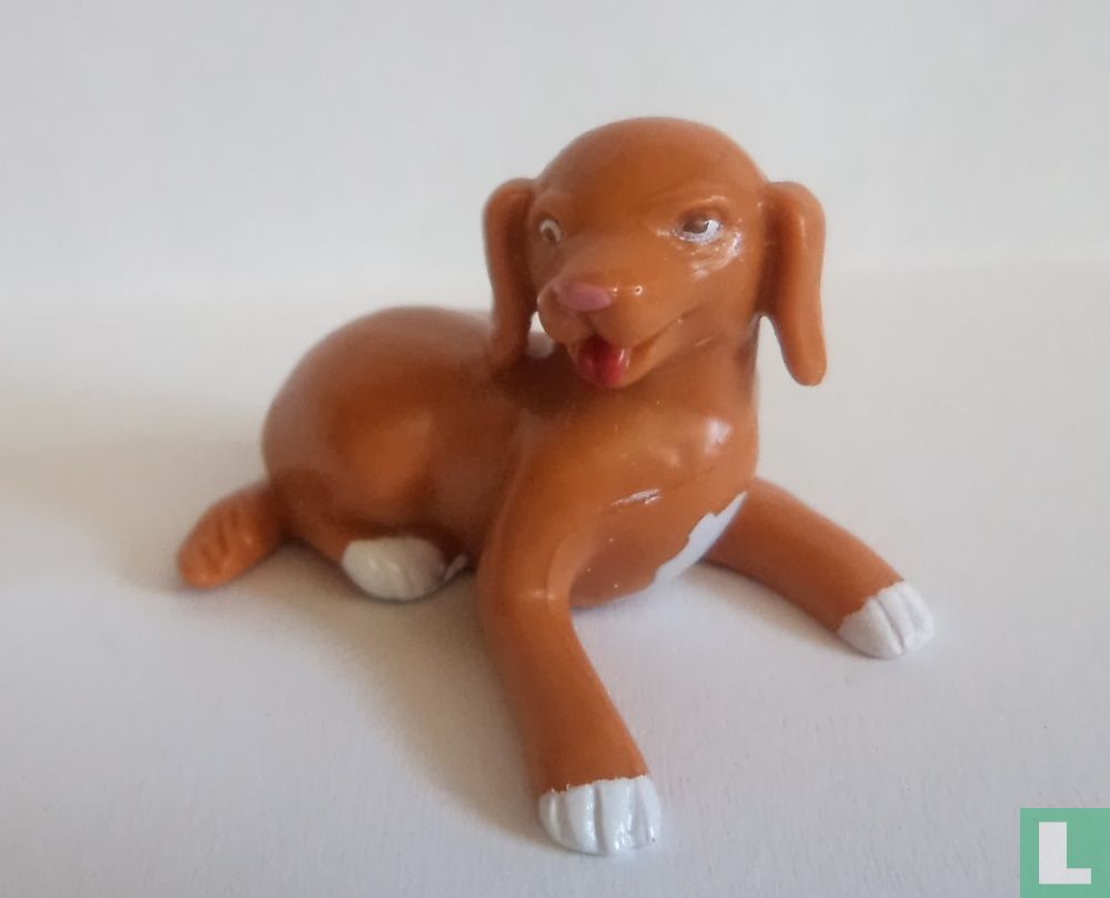 Harry Dog