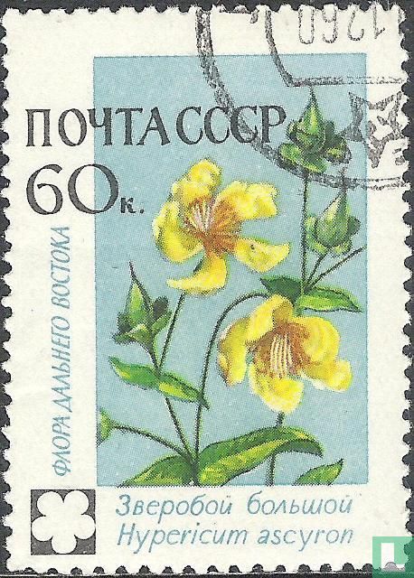 Mountain Flowers
