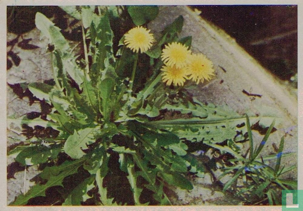 Leeuwentand