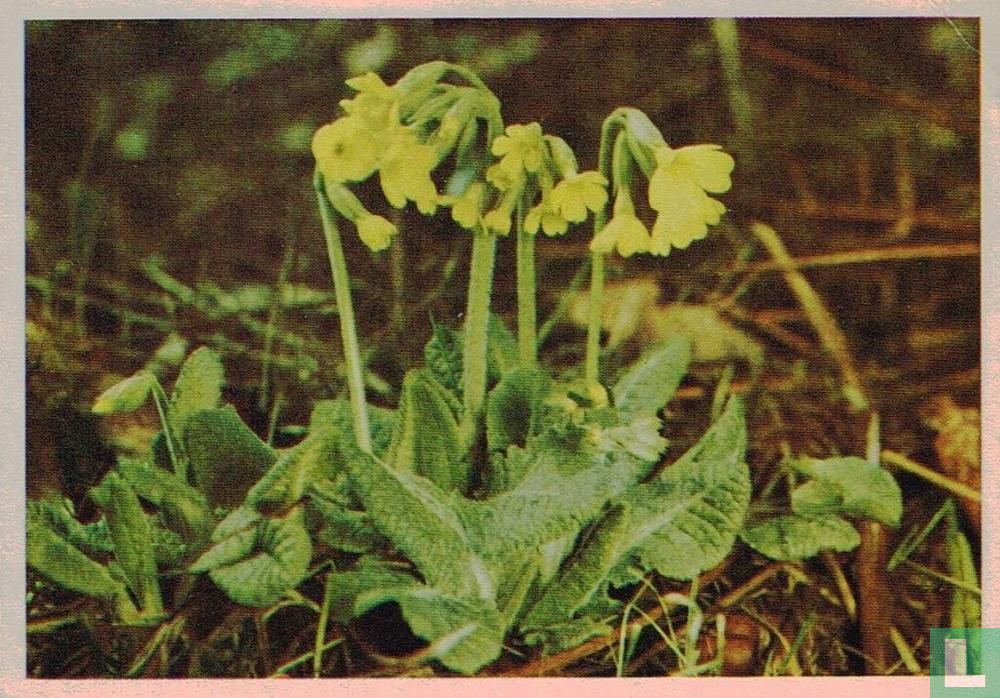Sleutelbloem