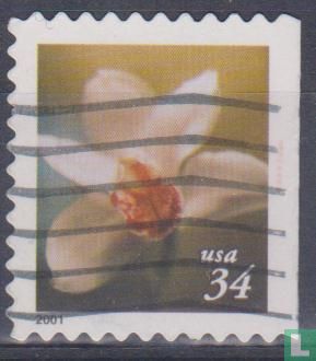 Bloemen