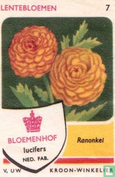 Ranonkel