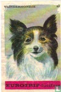 Vlinderhondje