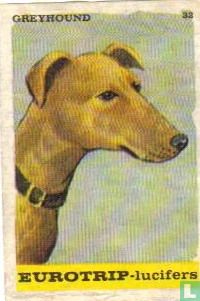 Greyhound