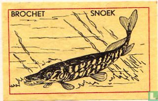 Brochet Snoek